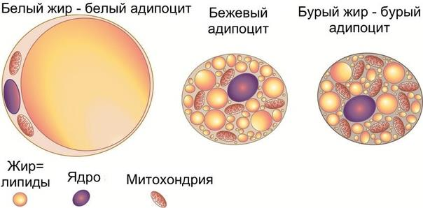 Белый жир. Бурый адипоцит строение. Адипоцит бурой жировой ткани. Адипоцит белый и бурый. Белая и бурая жировая ткань различия.