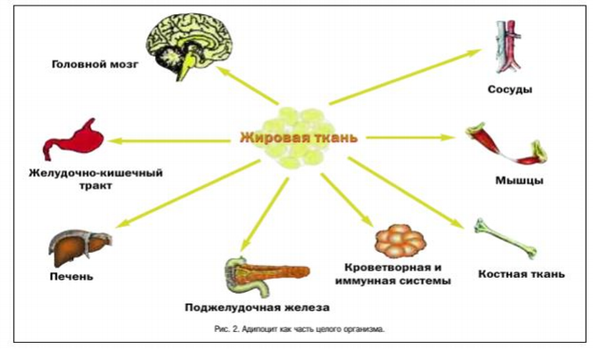 Гастрин-17 стимулированный