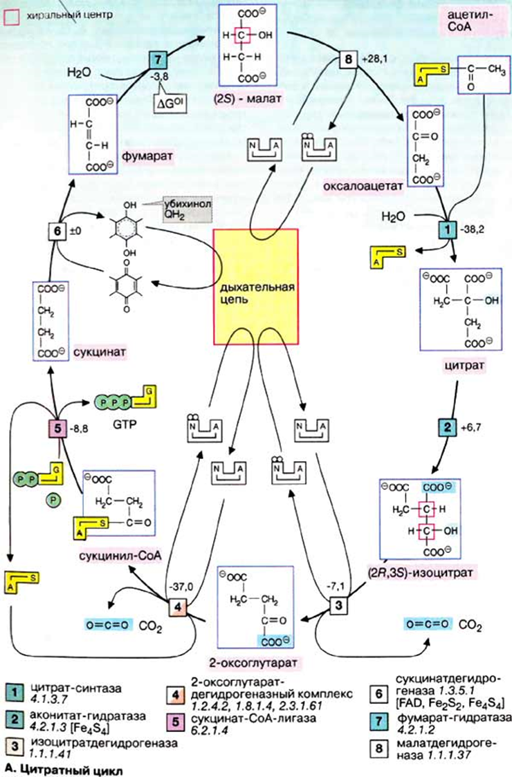 Цитратный цикл. Схема цитратного цикла биохимия. ЦТК цитратный цикл. Цикл Кребса биохимия реакции. Цитратный цикл биологическая роль.