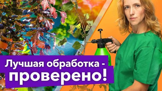 Вот как обработать деревья перед зимой! Результаты эксперимента показали лучший вариант обработки