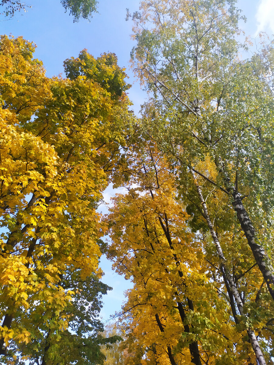 Клёны и березы