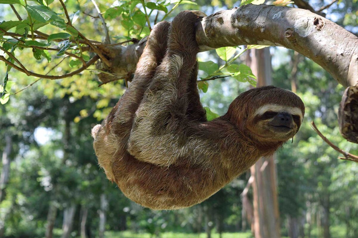 Фото: https://animaljournal.ru/articles/wild/raznie_jivotnie/lenivec/viglyadit_lenivec.jpg