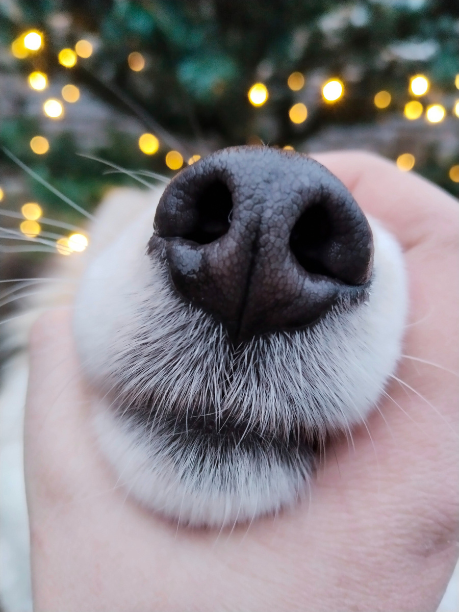 Реквизит: Ёлка с гирляндой для фона, собака. Как сделать фото: посадите собаку недалеко от ёлки, возьмите ее за мордочку и сфокусируйте камеру на носике собаки. Сфотографируйте. 