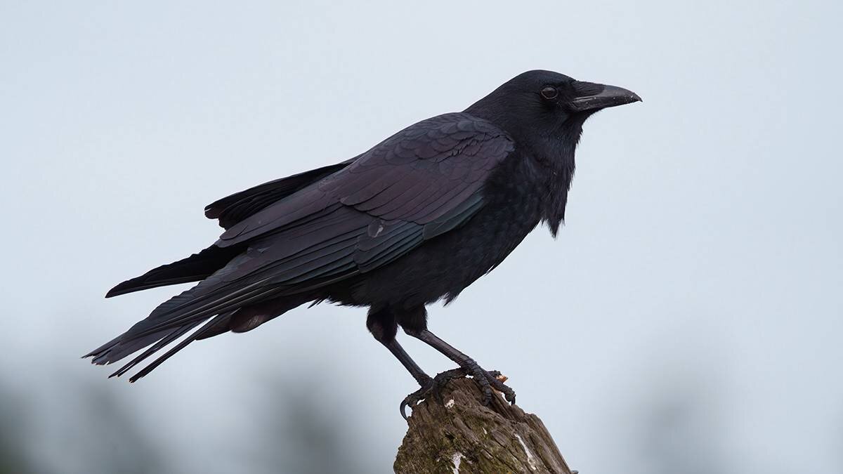    Фото: shutterstock