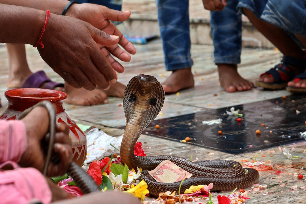 Какой праздник змей. Праздник Nag Panchami в Индии. Нагапанчами Индия змеи. Священные животные Индии Кобра. Нагапанчами. Праздник змей.