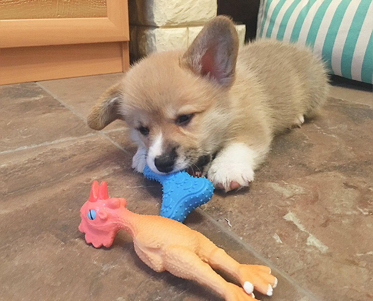 Щенок корги и его игрушки