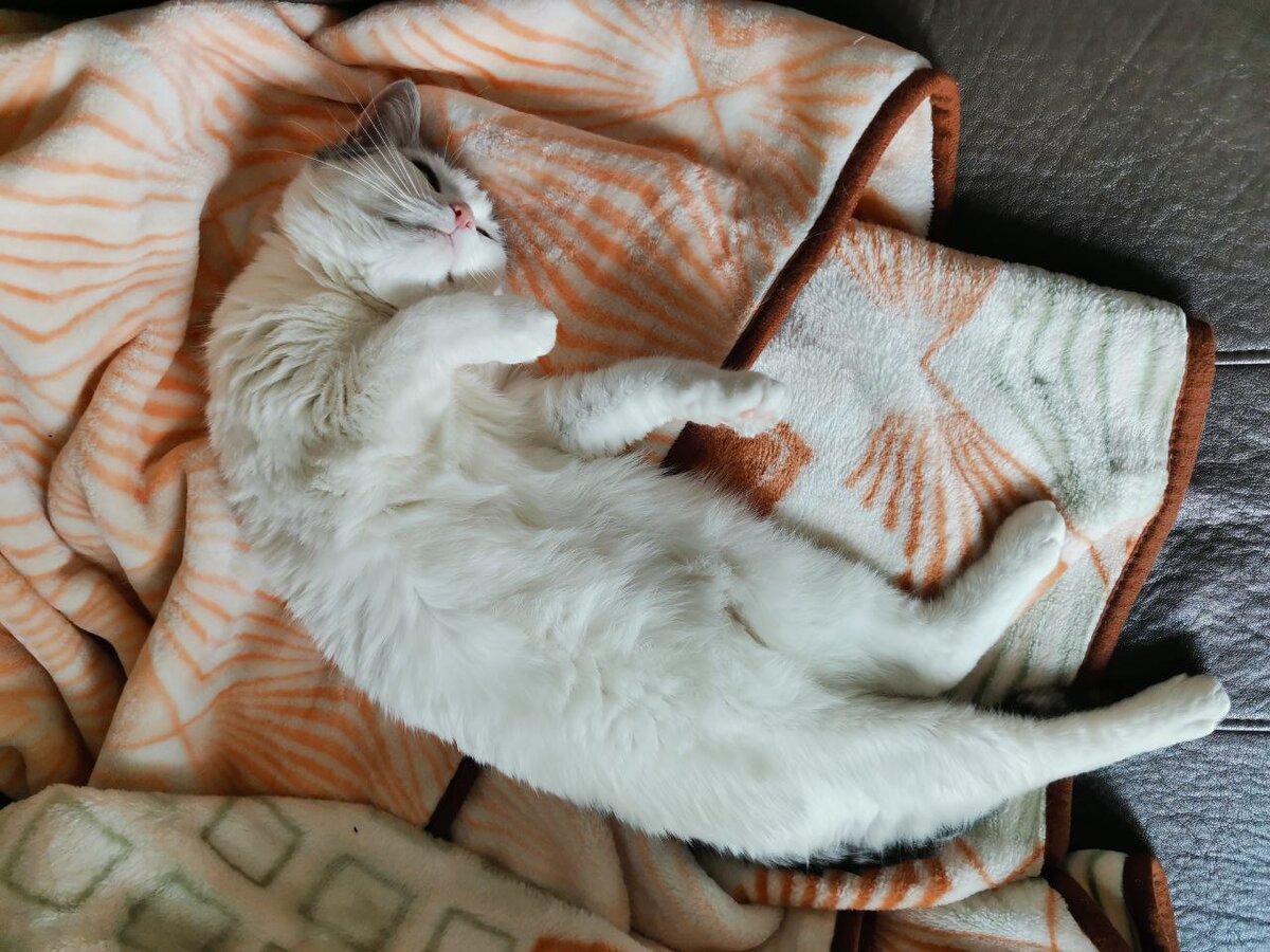 Зайка, она же миссис Кошка, она же Плюшка. Фото автора