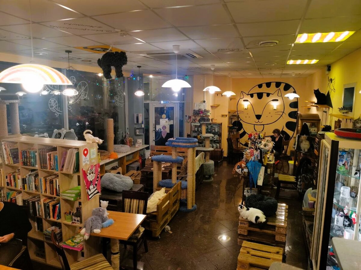 Котокафе «Мурчашка» в Москве. Фото автора