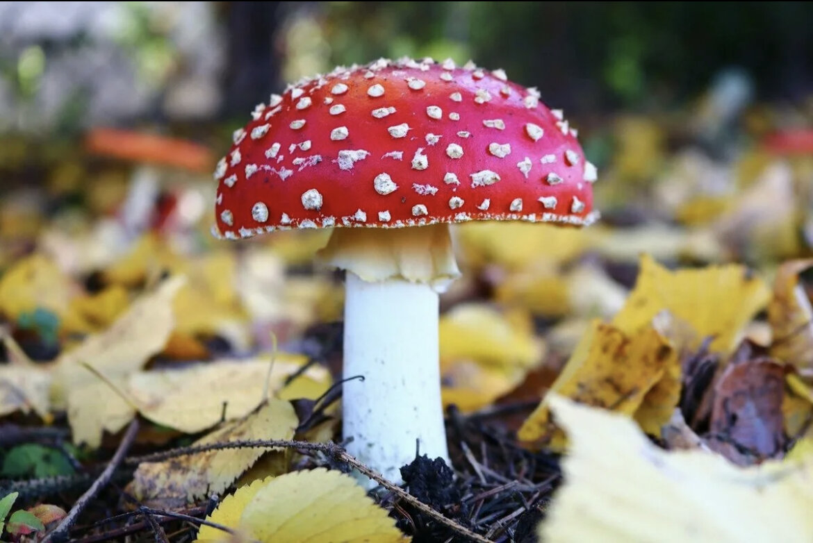 Мухомор Аманита Мускария