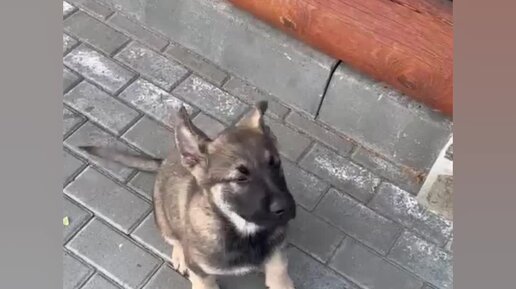 Ждёт родителей девочка 🐾восточноевропейской овчарки . От шикарной пары родителей с уравновешенной психикой