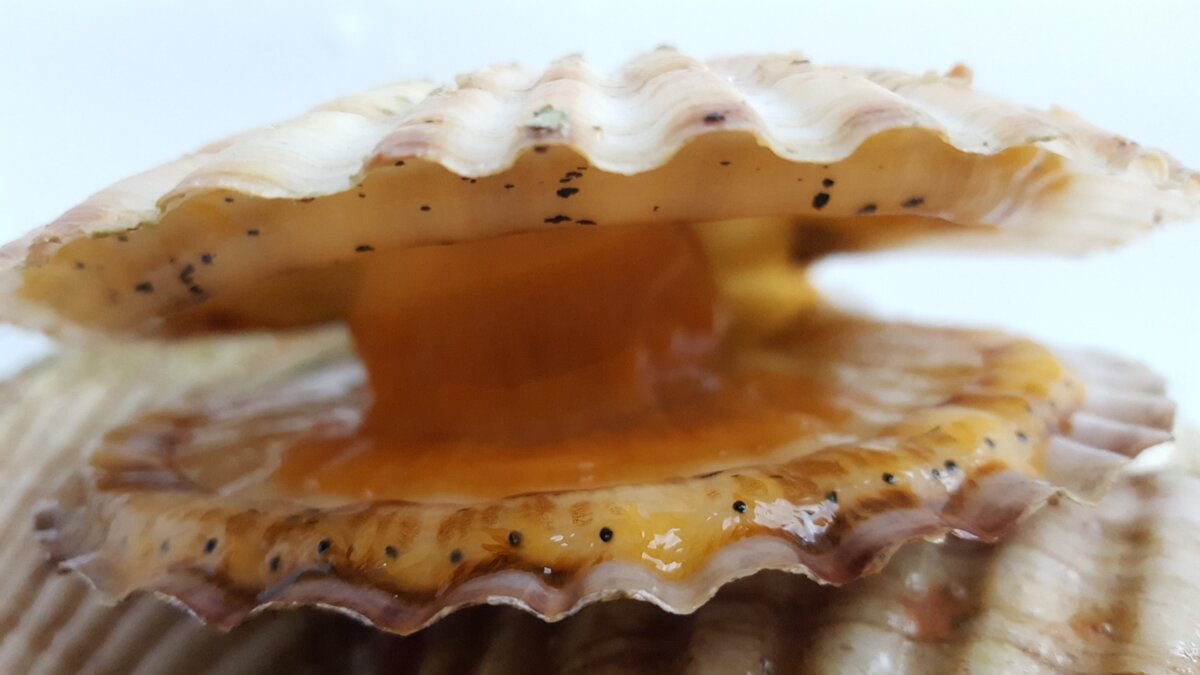     Проведенное исследование продукции в Приморье выявило серьезные нарушения в партии живого морского гребешка общим весом в 10,3 тонн. Продукция должна была отправиться в Китай.