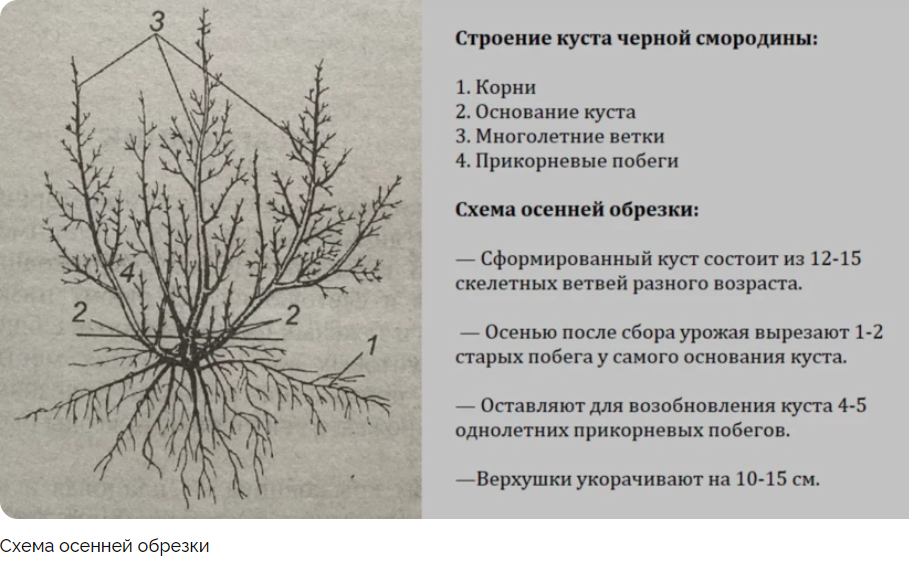 Схема обрезки смородины