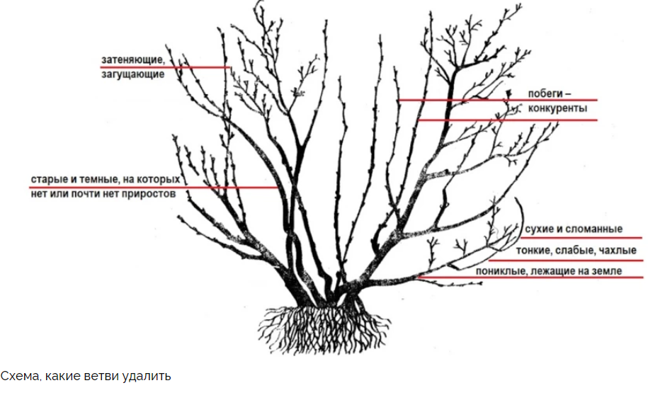Схема обрезки смородины