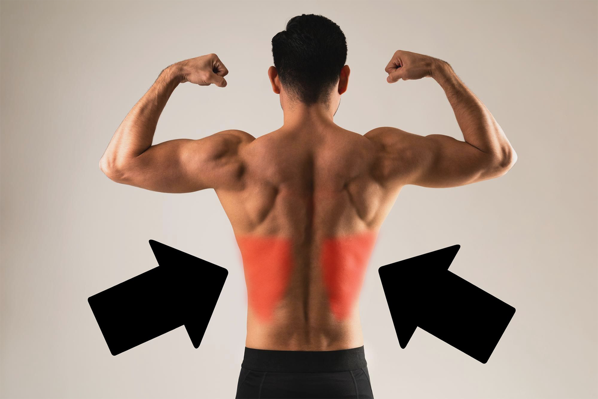 Широчайшие мышцы спины