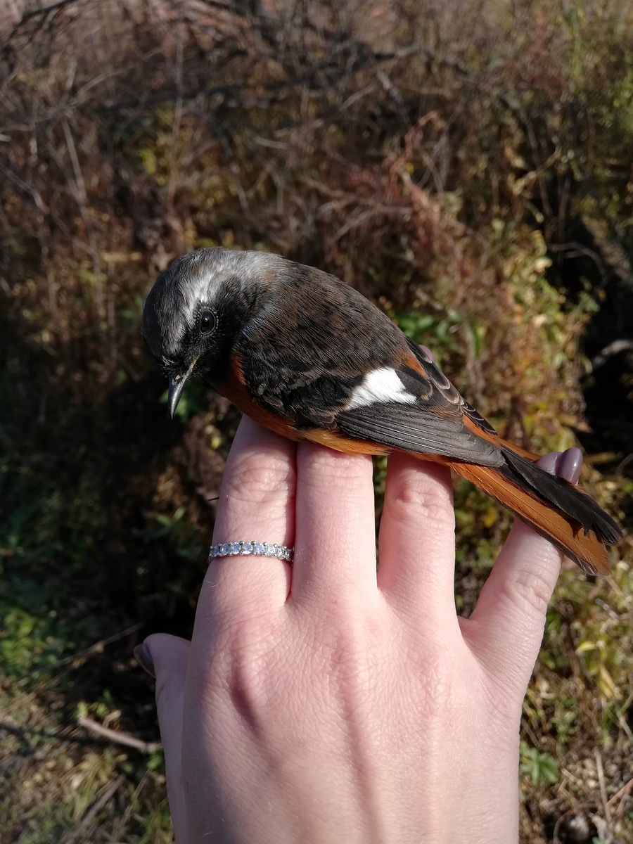 Самэц горихвостки с тем самым зеркальцем на крыле