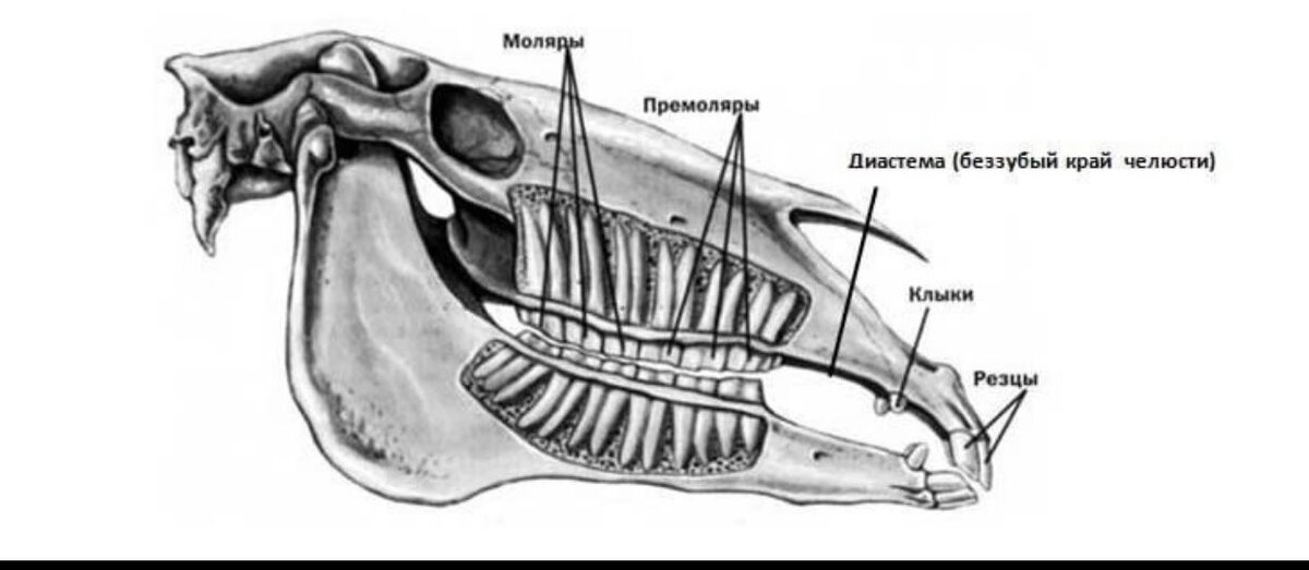 Зубы барана схема