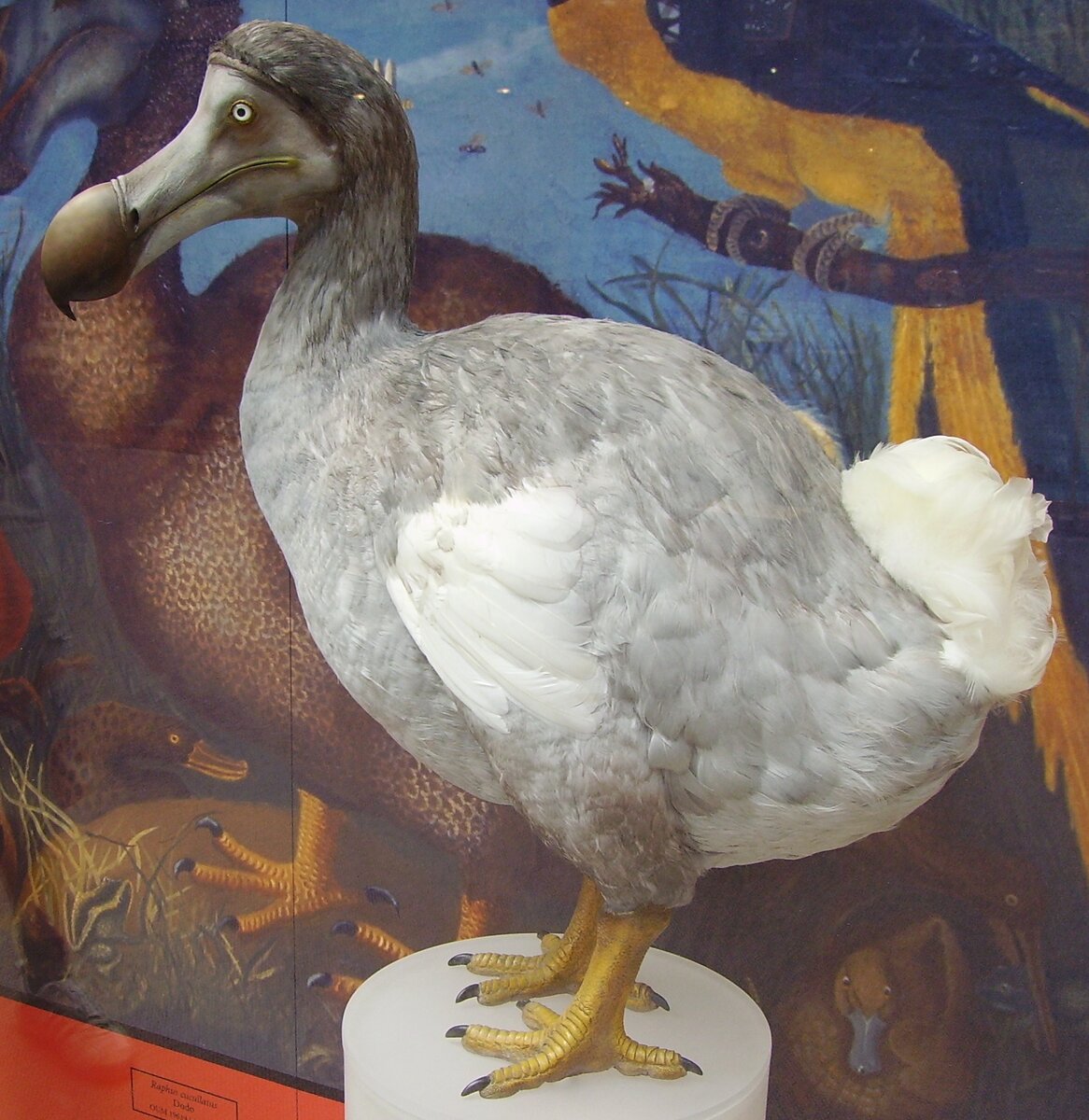 Маврикийский дронт 1795г.