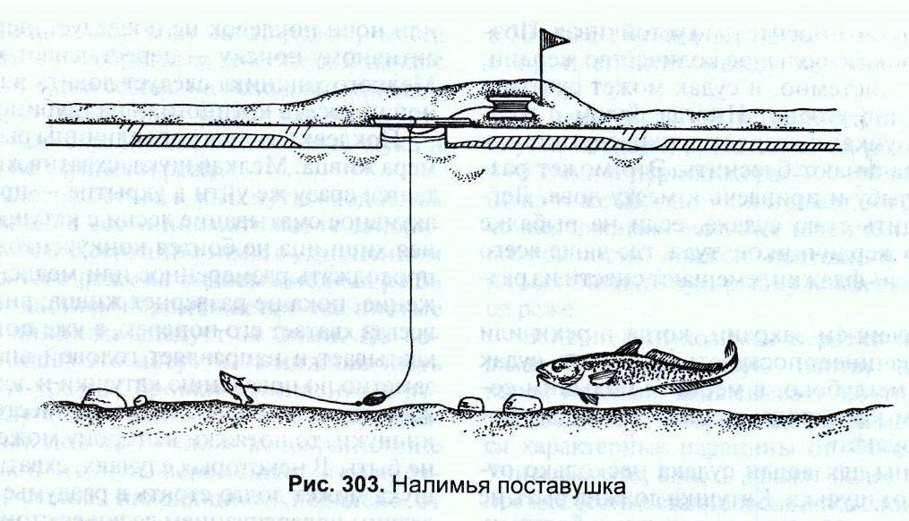 Жерлицы и поставушки на налима: как ставить и какую наживку использовать?