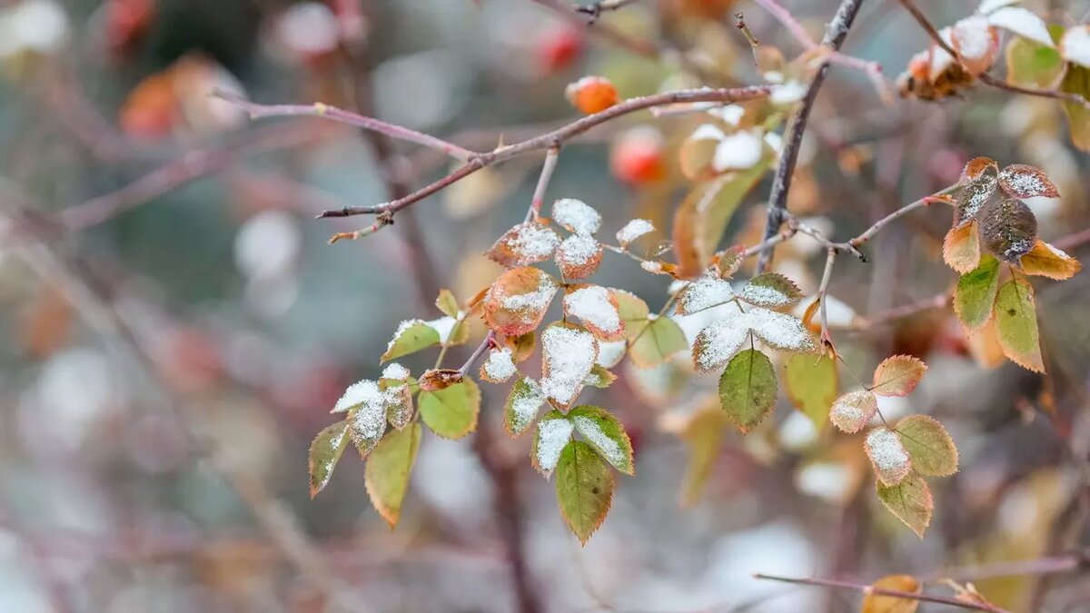     Зимние осадки появились на севере региона.
