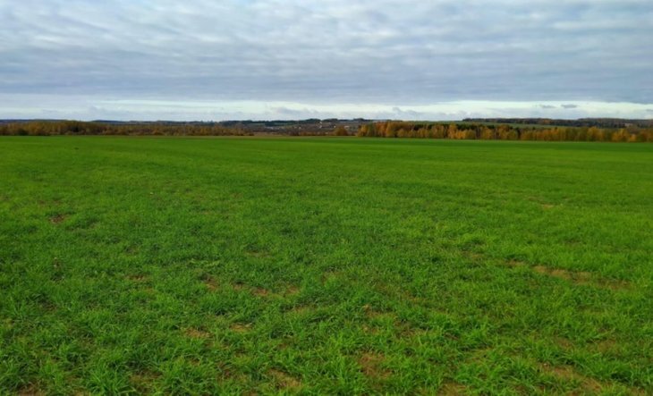   Востребованную за рубежом вику посеяли на семена кировские аграрии