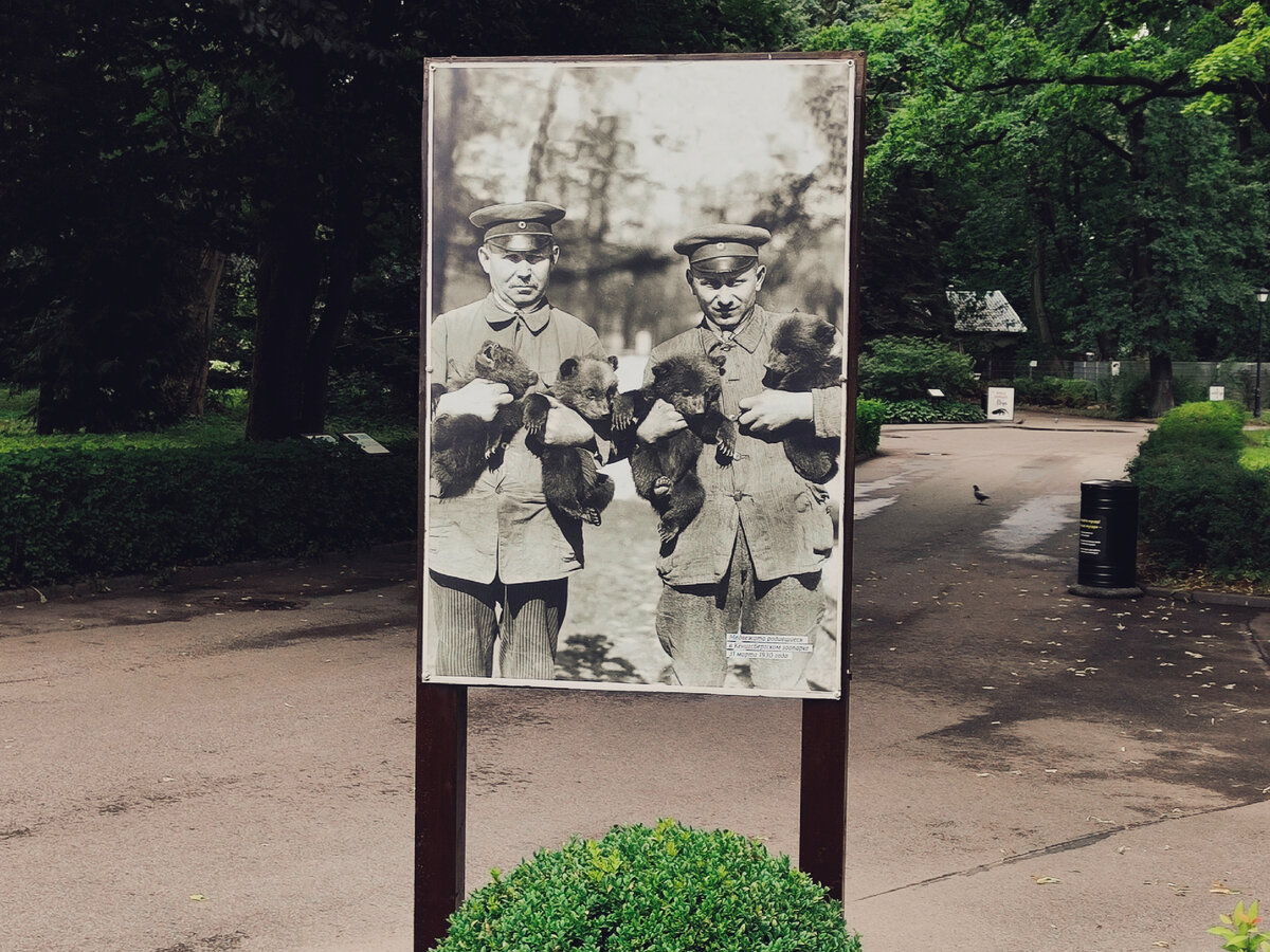 Фотография "Медвежата, родившиеся в Кëнигсбергском зоопарке" на стенде. 2023 год. 