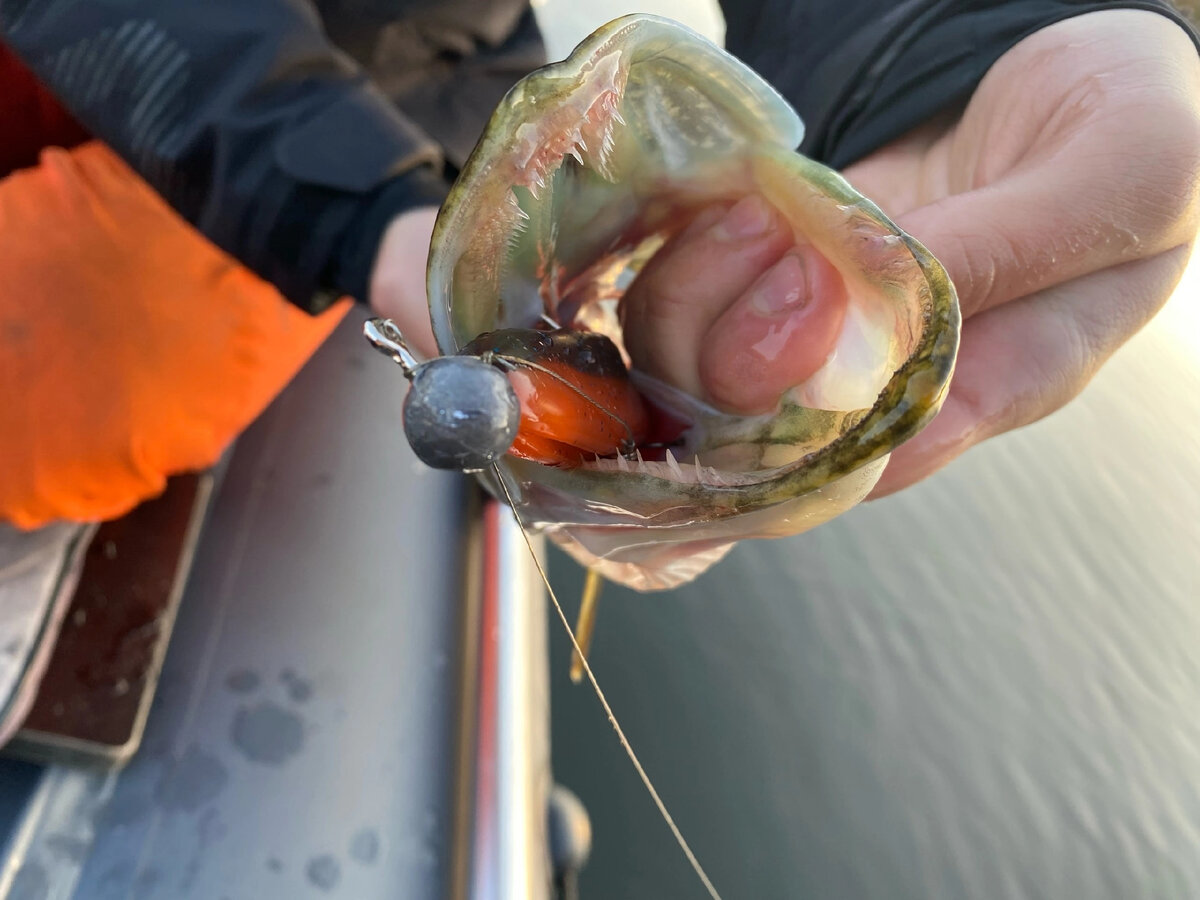 Почаще бы рыба клевала вот так!