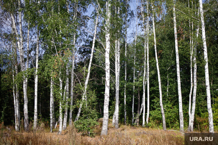    Срубленные березы мужчина отвез домой и использовал в личных целях