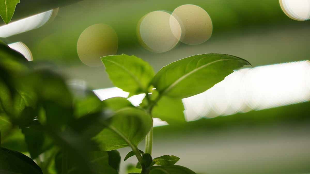    Фото: Анатолий Цымбалюк / Вечерняя Москва