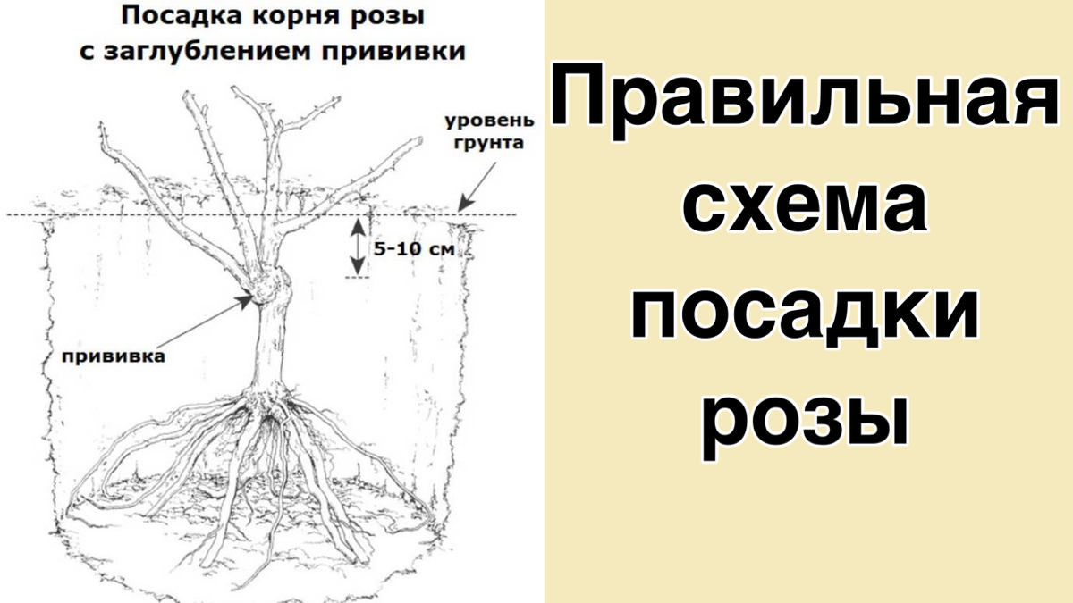 Тип корневой системы у шиповника