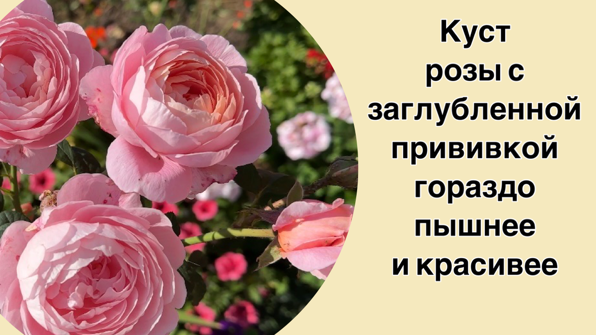 Надо ли заглублять прививку у розы при посадке? На этот счет ведется много споров.-2