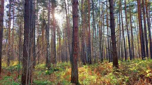 Прогулка по лесу перед завершением сезона