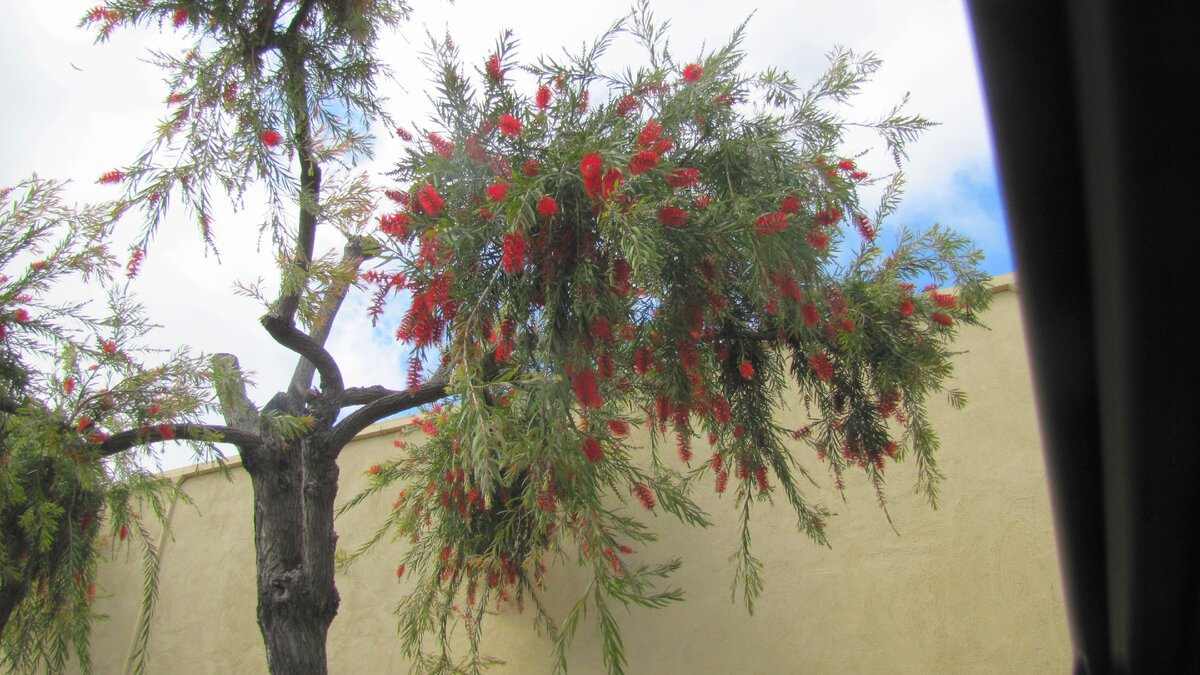 Каллистемон