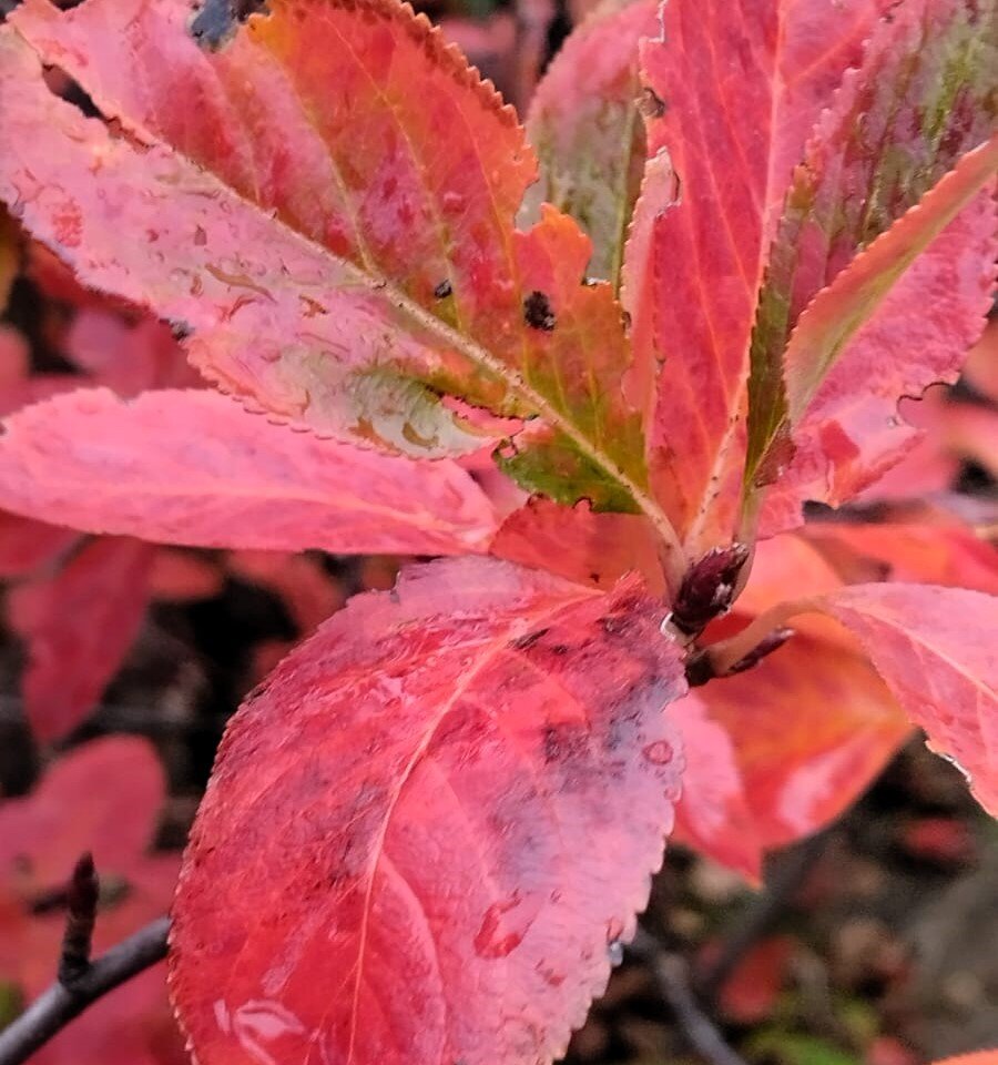 Фото автора канала *** Мама Лора***