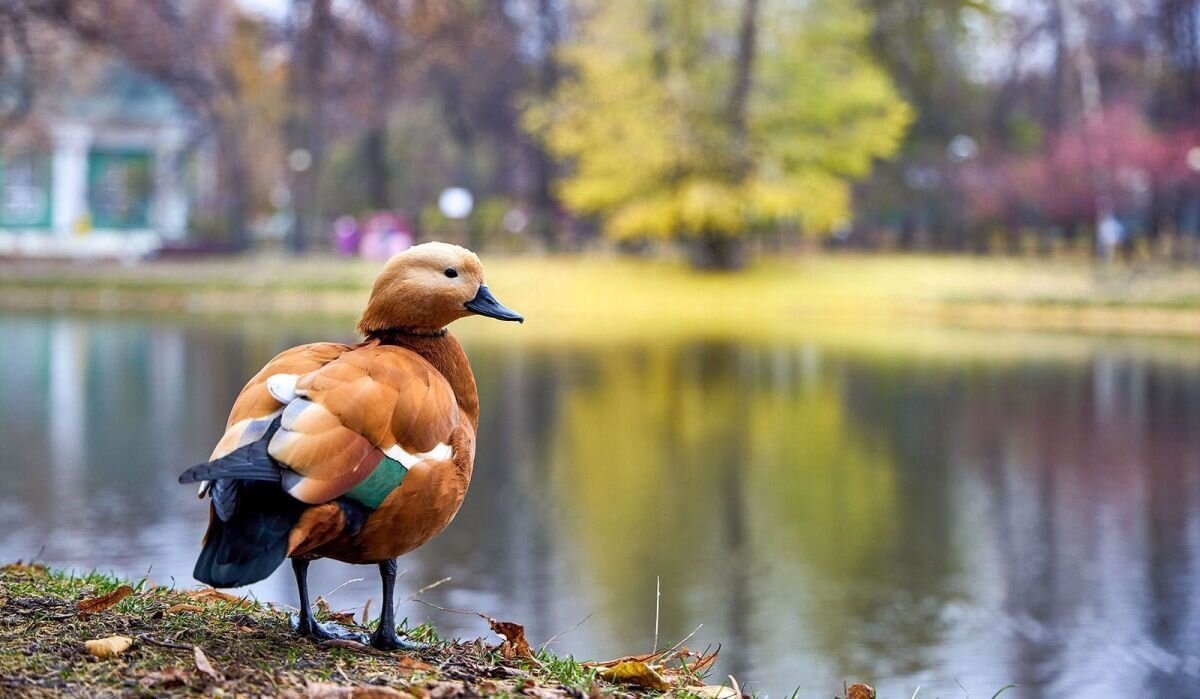     В парках Москвы. Источник: mos.ru Автор фото: Пресс-служба Мэра и Правительства Москвы