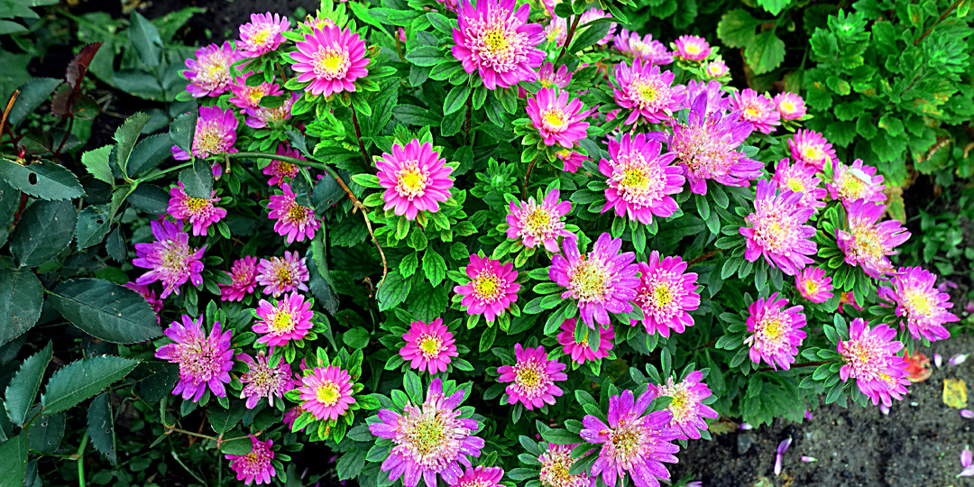 Налюбоваться не могу! Вырастила новинку – мини-астру из серии Бамбина и теперь всем ее советую