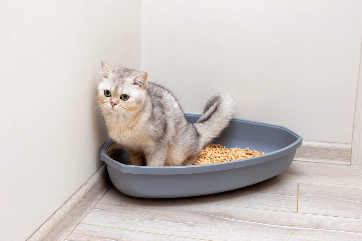 https://vhd-wordpress-uploads.s3.amazonaws.com/uploads/2022/12/cat-litter-tray-cat-defecate-shutterstock_2051707280-scaled.jpg