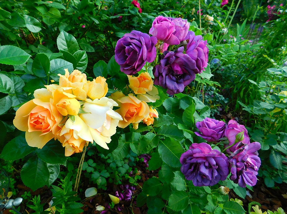 Minerva c Hansestadt Rostock