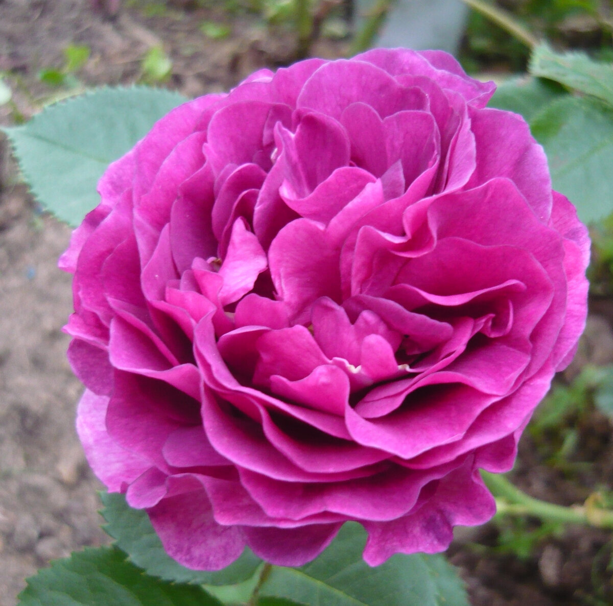 бывает и такого цвета