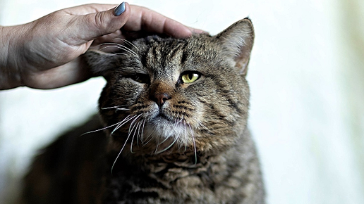 Как узнать, что пора усыпить кошку: признаки и рекомендации [Кошки - cats]