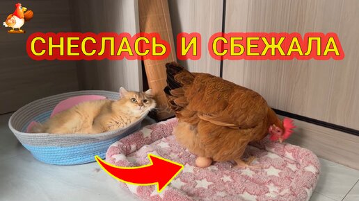 Курица снеслась и смылась 🥚❗ оставила яйцо Кошкам на лежаночке 😹 и пошла к петуху красоваться 😮😂🤗