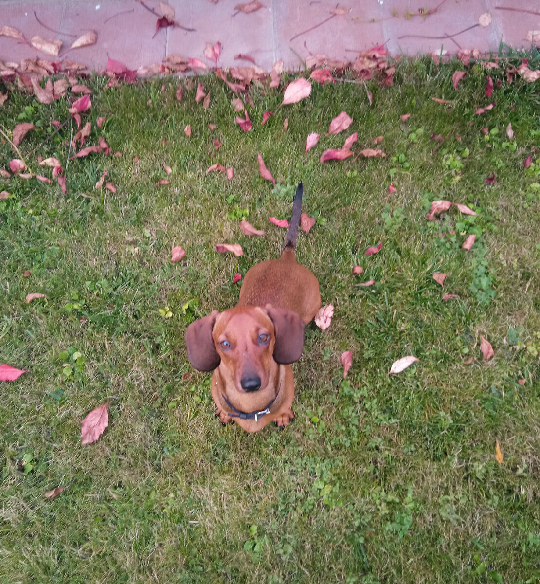 Ощущение страха и неудовольствия хозяина