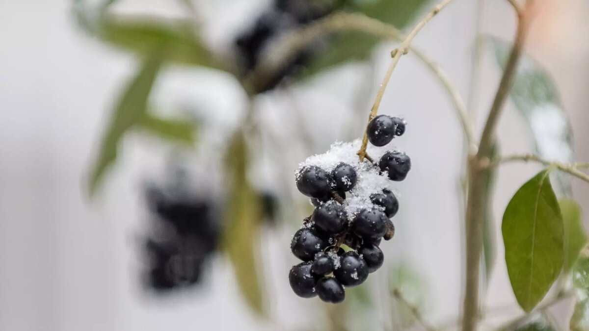     В Бавлинском районе Татарстана выпал снег. Кадрами с улиц горожане делятся в социальных сетях.