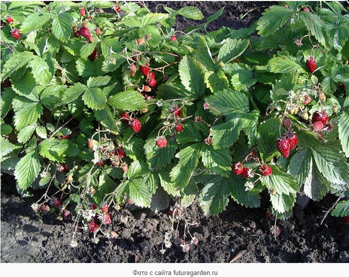 лучшая безусая земляника. безусая клубника крупноплодная. земляника ремонтантная безусая александрия. земляника ремонтантная рюген. земляника ремонтантная безусая.