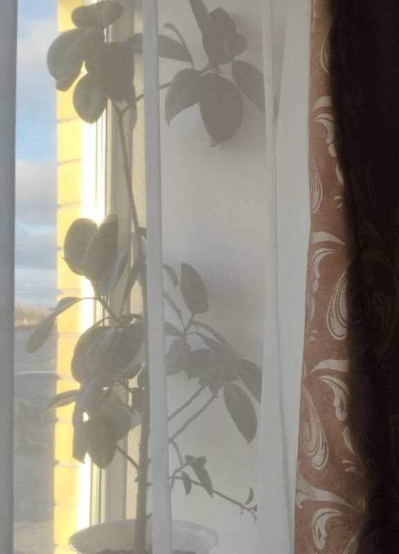 фото: фикус