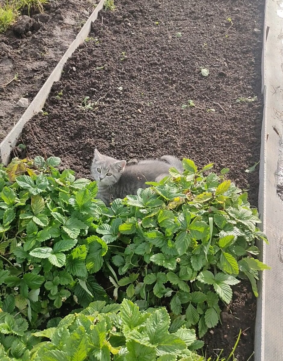  Как редиска на грядке))🐱