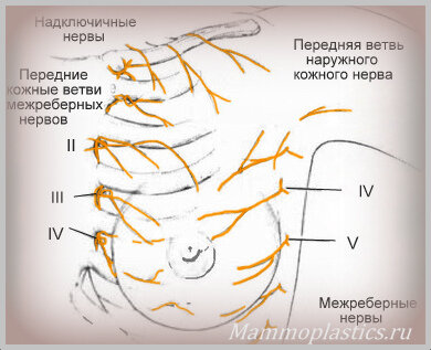 Есть ли в молочный нервы