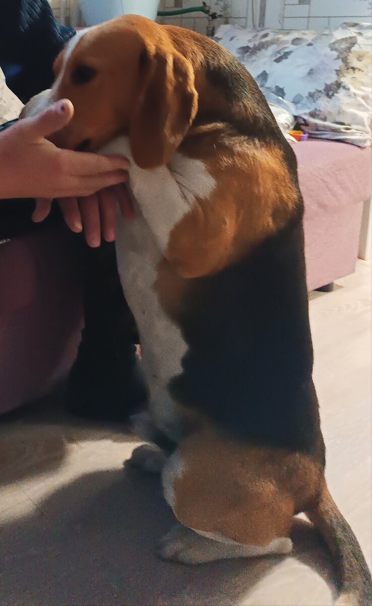 Фото автора. Пёс Бой