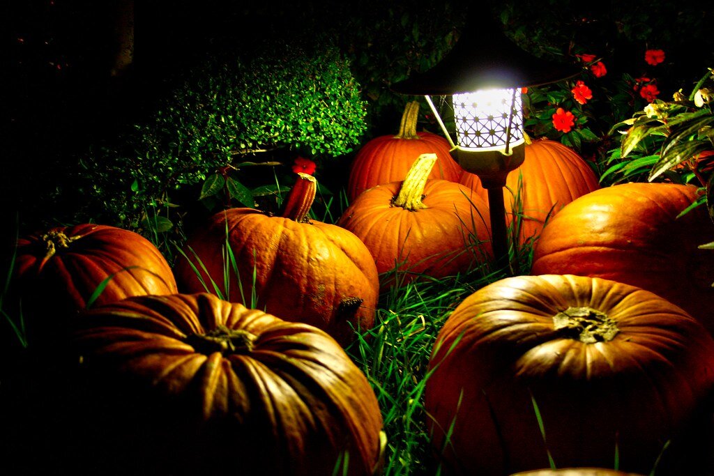 Фото:Vec's world / Openverse.org