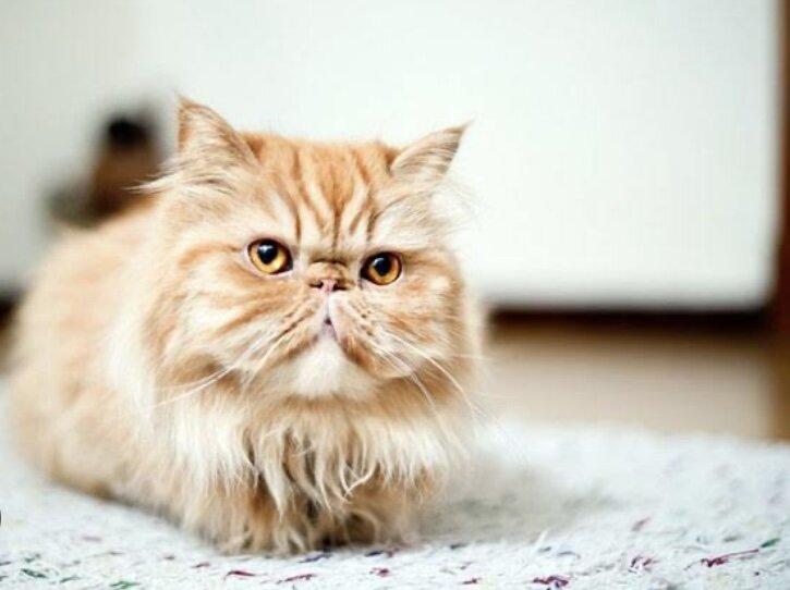 Персидская кошка — порода длинношёрстных кошек, одна из старейших и самых популярных в мире. Сколько живут персидские кошки в домашних условиях?