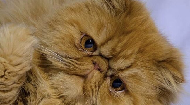 Персидская кошка — порода длинношёрстных кошек, одна из старейших и самых популярных в мире. Сколько живут персидские кошки в домашних условиях?-2